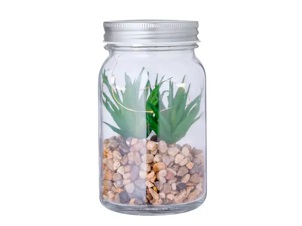 KYALA - Plantă decorativă
